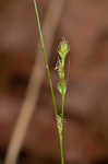 Reflexed sedge